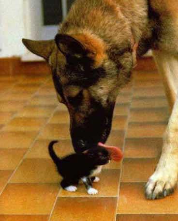 petite toilette express