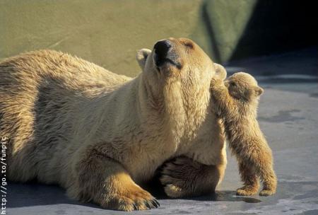 les animaux en folie
