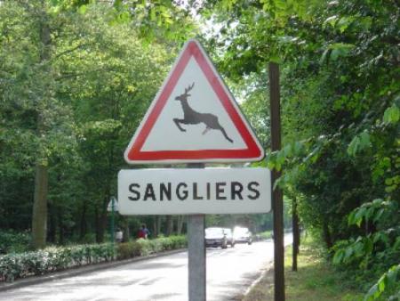 papa! ca resemble a ca un sanglier!!!!