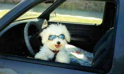 MON CHIEN DANS SA NOUVELLE VOITURE! MAIS COMPTES ACHETE BIENTOT UN BMW! IL AS DU CHIEN MON CHIEN