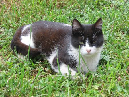 la minette